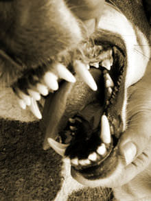Dog Bite Attacks